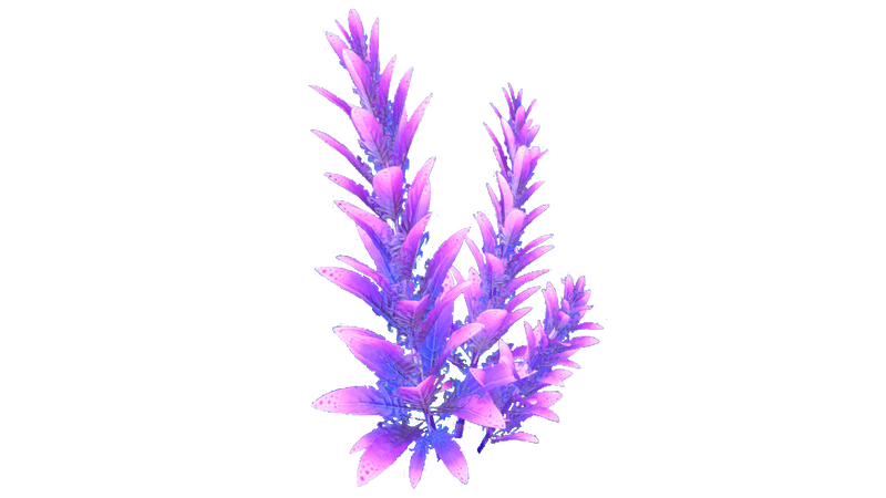 File:Purple Stalk Flora.png
