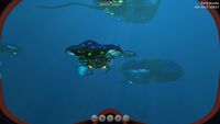 Reefback with Carar
