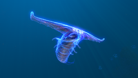 The Ghost Leviathan located in the western area of the biome