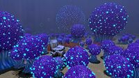 An even larger cluster of Bushes