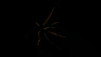 Further bioluminescence
