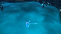 A Ghostray under the Tree Cove brine.