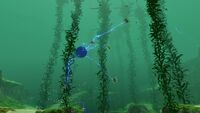 Gravsphere in Kelp Forest