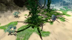 Kelp Forest (15).jpg