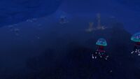 Eye Jelly in an area of the Glacial Connection with flora