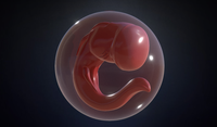 An early model of a Crashfish egg, seen on Sketchfab.