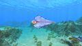 A Bladderfish in the Safe Shallows