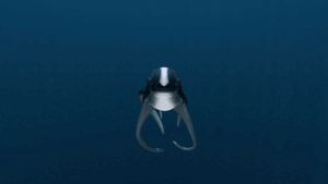 Cute Fish Magic Trick.gif
