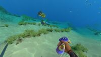 A Holefish held in the player's hand