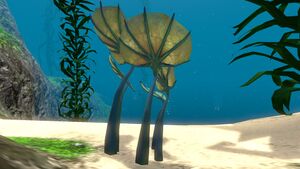 Pygmy Fan (4).jpg