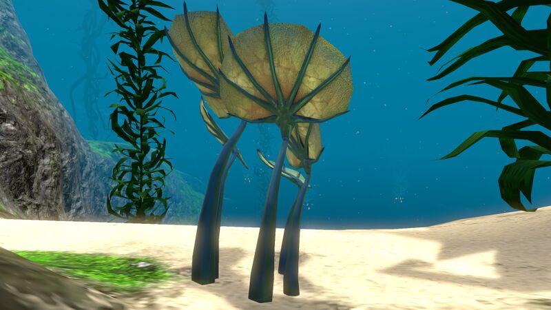 File:Pygmy Fan (4).jpg