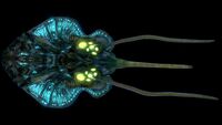 Reefback (Black).jpg