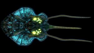 Reefback (Black).jpg