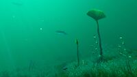 A shot of the seafloor
