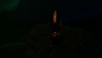 Bioluminescence
