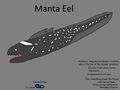 Manta Eel Concept "manta anguías"