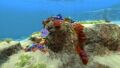 The Safe Shallows are rich in life forms