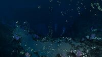 The Blood Kelp Zone bordering the Path