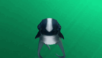 Cutefish being tickled