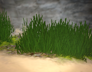 Grass.png