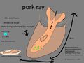 Pork Ray Concept "porco raio"