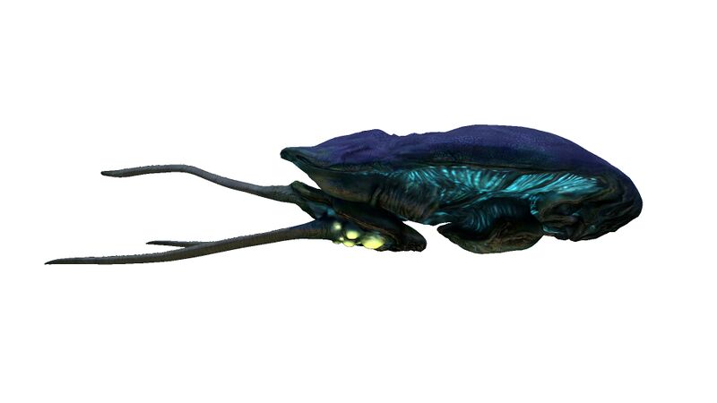File:ReefbackJuvenile.jpg
