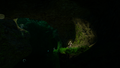 Kelp Forest Caves