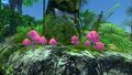 Pink Mushrooms