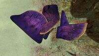 A pile of purple Table Coral Samples
