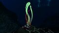 A Red Green Tentacle