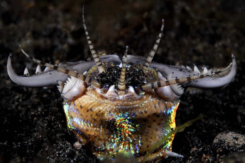 File:Bobbit Worm (Possible Ice Worm Ispiration).jpeg