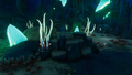 Cave Plants in their habitat