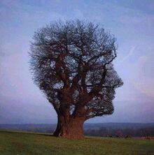 Interesting-Trees-Photos-2231-2.jpg