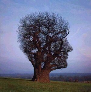 Interesting-Trees-Photos-2231-2.jpg