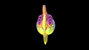 Spinnerfish 2.jpg