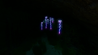 Drooping Stingers inside the Kelp Forest Caves