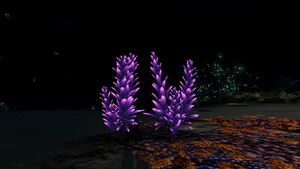 VioletBeauregardeNight.jpg