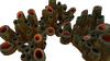 Brown Coral Tubes Fauna.png