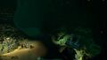 An Alien Vents in the Deep Sparse Reef