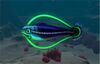 Hoopfish.jpg