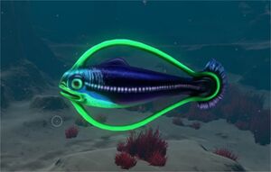 Hoopfish.jpg