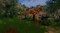The only naturally grown Lantern Trees on the Floating Island