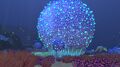 A large Koosh Bush being illuminated