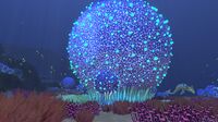 A large Koosh Bush being illuminated