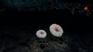 DeepSHroomNight.jpg