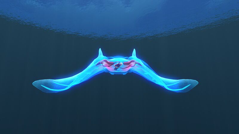 File:Ghostray2.jpg
