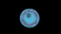 Top view of the King Jelly. Note the large eye.