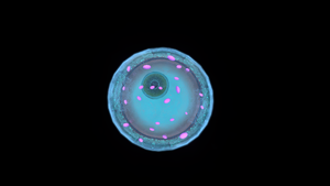 King Jelly Top.png