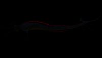 Bioluminescence