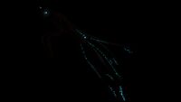Further Sea Emperor Leviathan bioluminescence